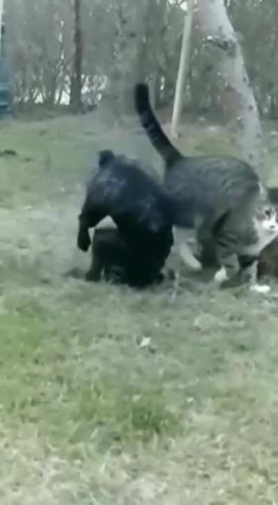 "Meow, my time is now."