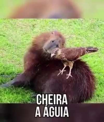 a capivara &eacute; bixo mai legal