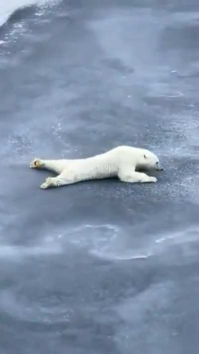 Polar bears spread their arms and legs while crossing thin ice, to avoid breaking the ice