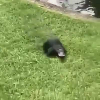 T&iacute;tulo maneir&atilde;o
