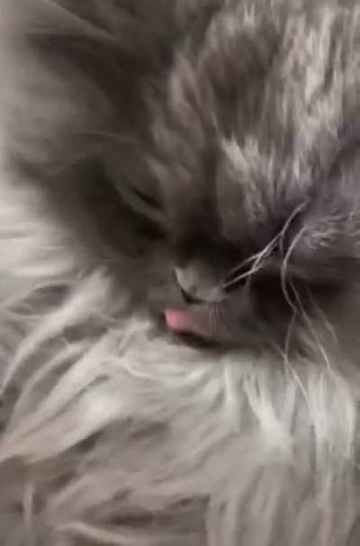 It is so fluffy😸