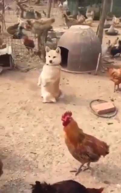 Пёсик