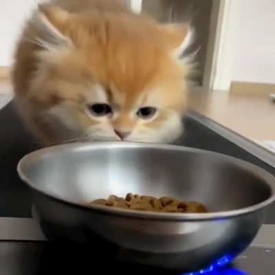 Sisypuss