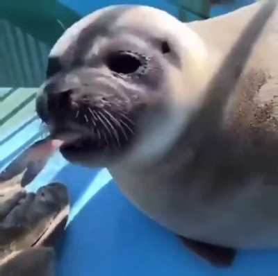 "Thanks for the feeeeeeesh!"