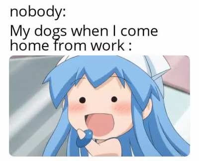 Dogs Are The Best!