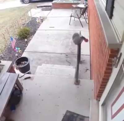 Woman feeds squirrel daily; one day, squirrel repays the favor with a sweet treat