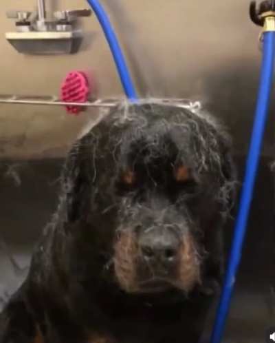 Don&rsquo;t book the same spa day as the husky