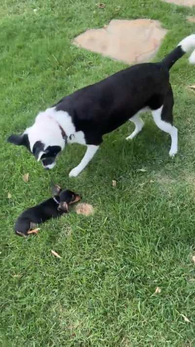Puppy meets sister