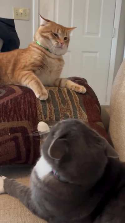 this tension was created by the orange and you can't convince me otherwise