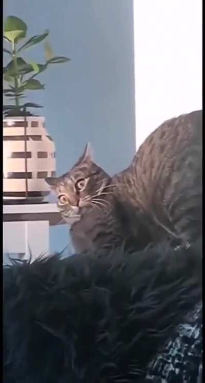 Nip... not even once