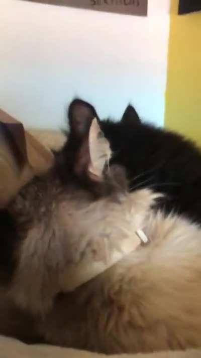 cats