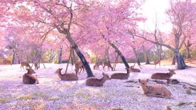 🔥 Herd of deer relaxing among some cherry blossom trees in Nara, Japan.