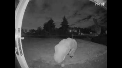 Around 1am last night. It&rsquo;s a watermelon&hellip;