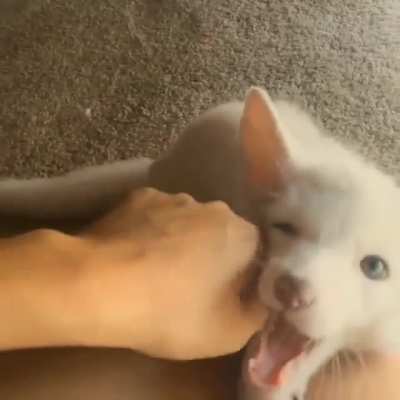 Little white floof