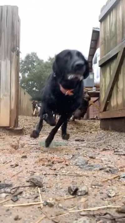 Doggo Stampede