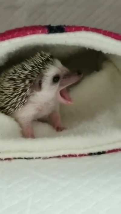 Little yawning thorn