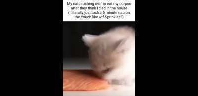Sjshsb
