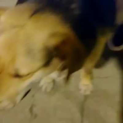 El perro guat&oacute;n 😎👊