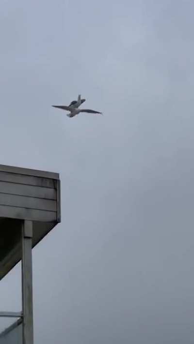 Seagull riding on another Seagull.