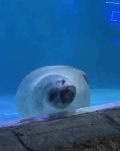 Big boy