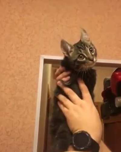 Cats are really just wingless owls