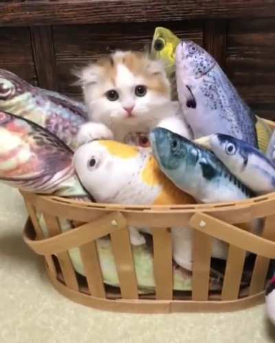 Kitten gets all the fishes