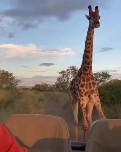 🔥 Giraffe chasing out tourist