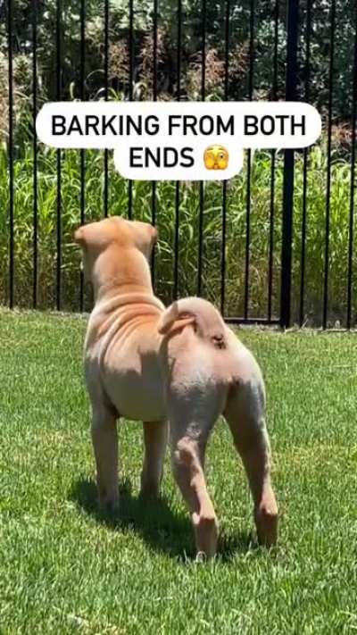 double bork!