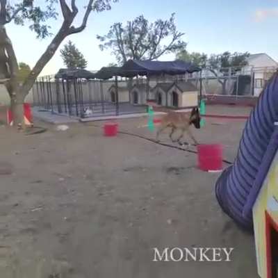 Such a good boy! One of the few times the music enhanced the video, in my opinion.