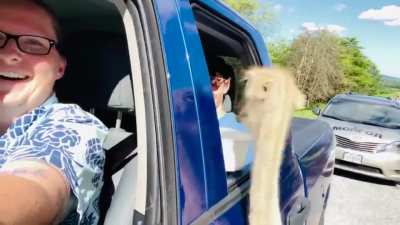 Feeding an ostrich