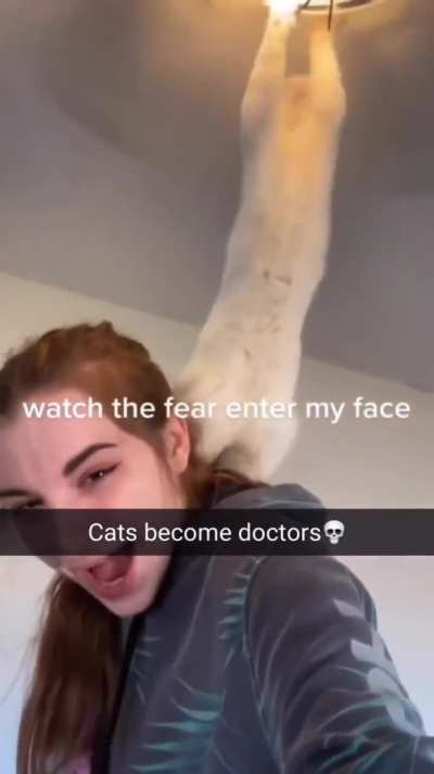 Pobre cat