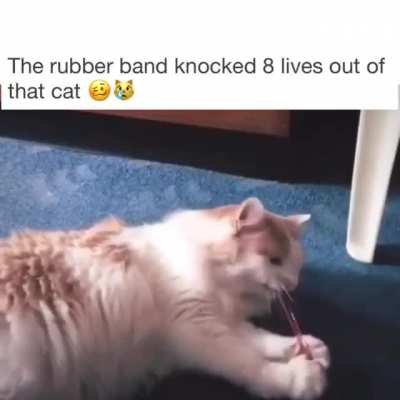 That why cat’s have 8 lives