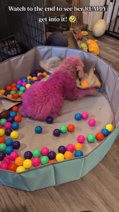 I think she likes her ball pit.