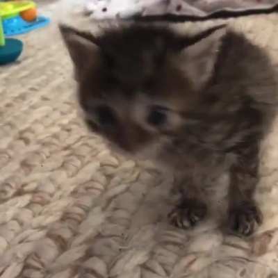 Oh lawd he comin
