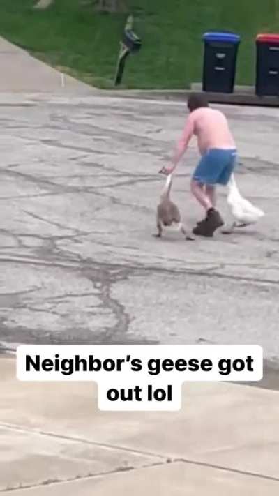 Neighbor&rsquo;s Geese Got Out