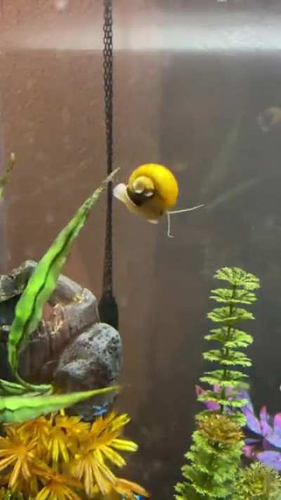 Not sure if this is the right sub for this&hellip;but, my snails like to climb as high as they can and parachute back down. They are derpy little creatures for sure
