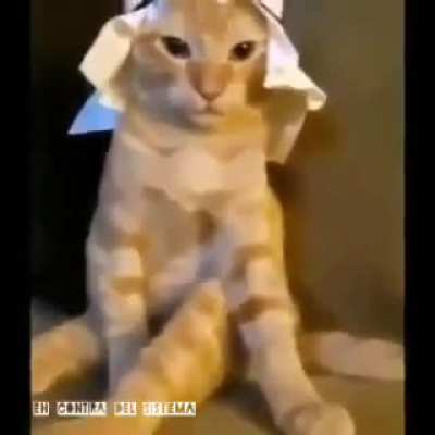 Arab cat