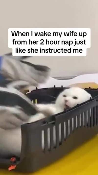Cat Screams Like A Person