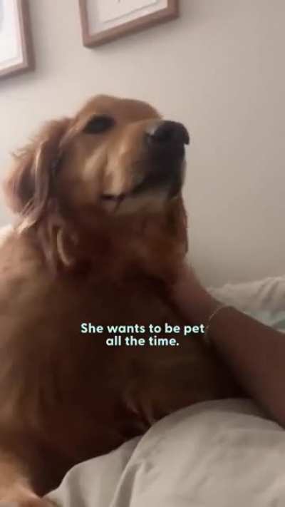 Straight animal cruelty.
