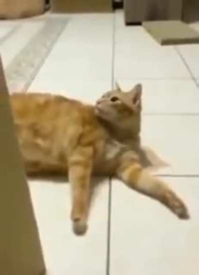 Meo