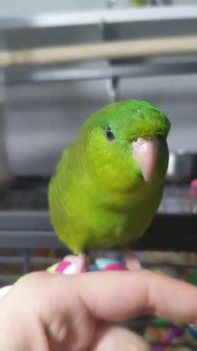 Oh Peapod 💚