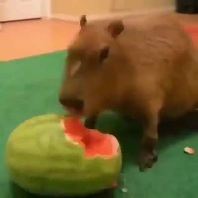 Capibara