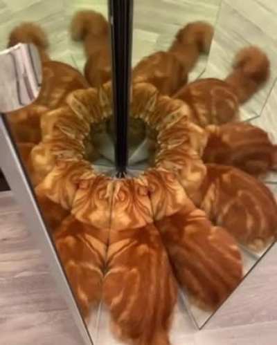 Cat dimension