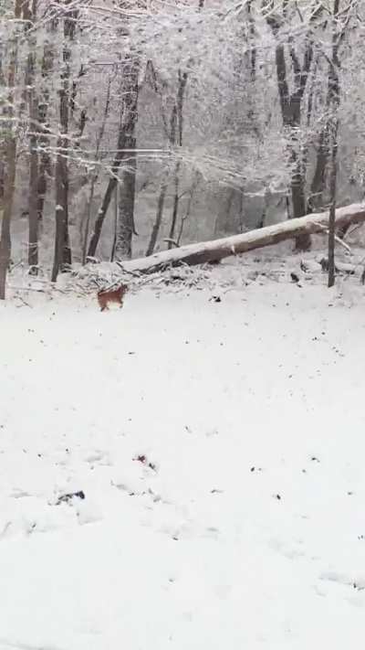 Evee&rsquo;s first snow of the winter