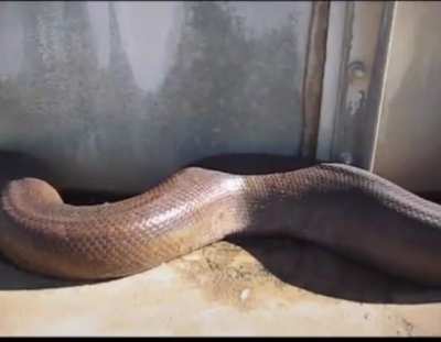 Found a dead snake in my garage