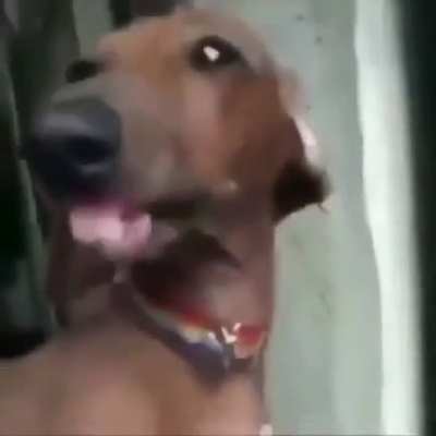What da dog doin??