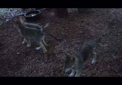 Little wolf awoos