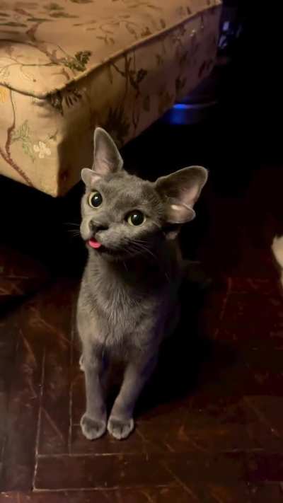 Adorable cat with 4 ears
