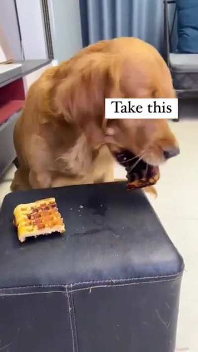 smart doggo