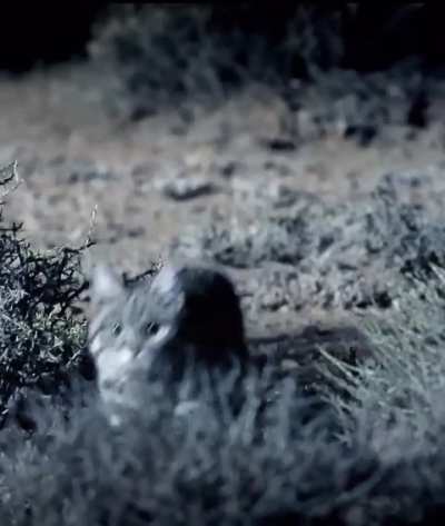 🔥 Lethal Black Footed Cat